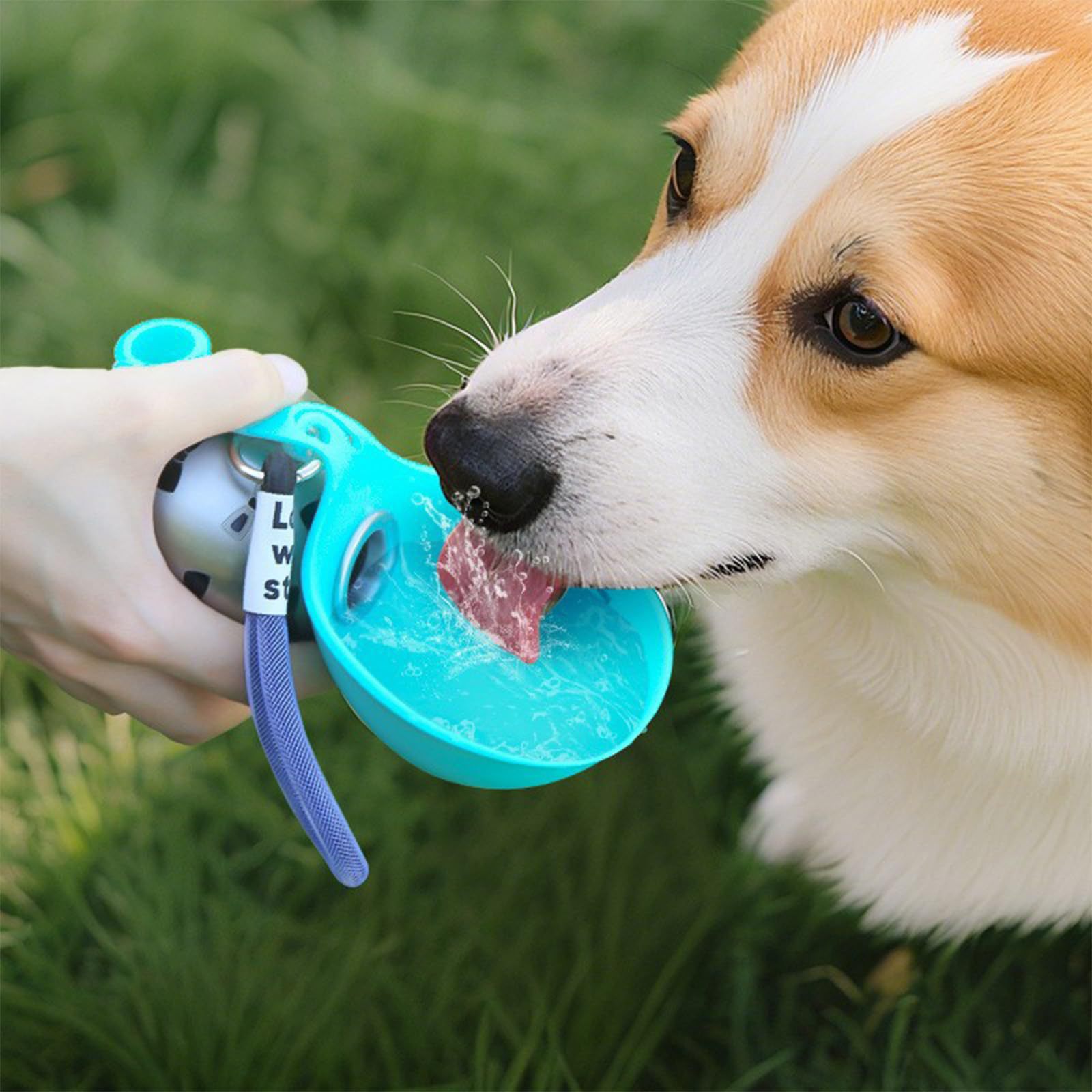 Tempat Minum Hewan Peliharaan  - Pet Feeders ulasan dan harga
