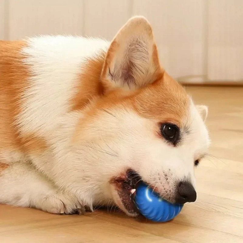 Bola Mainan Anjing Otomatis Be - Automatic Moving Dog Ball ulasan dan harga
