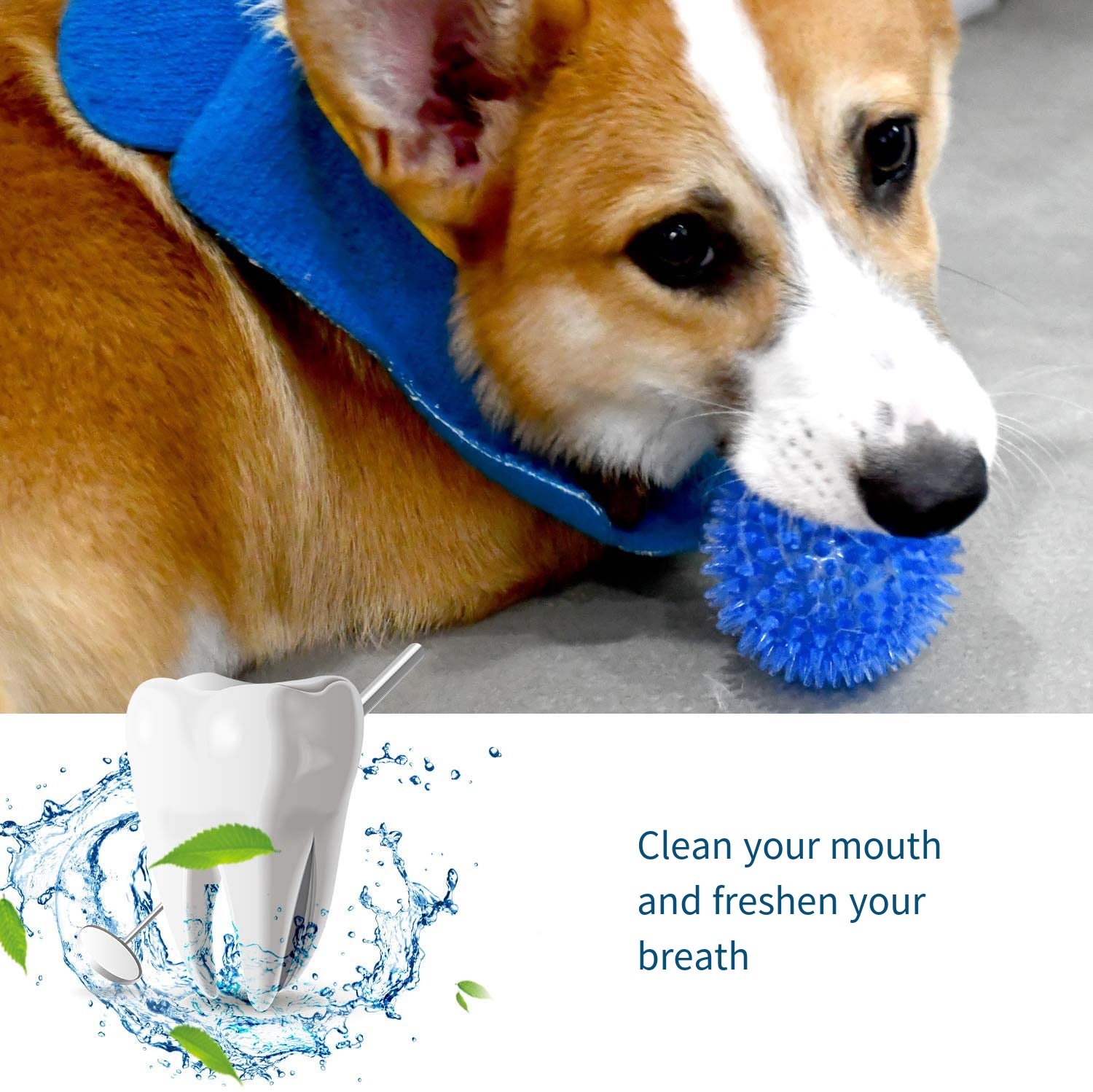 Mainan anjing mainan suara bol - Suction Cup Dog Tug Toy ulasan dan harga
