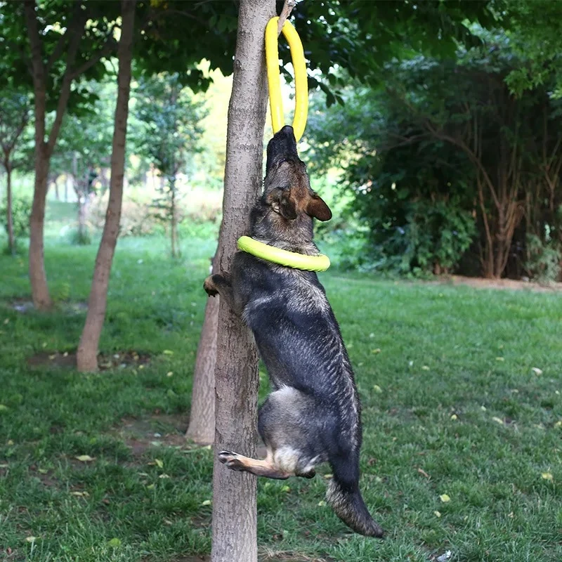 Mainan anjing hewan peliharaan - Flying Disc Dog Training Toy ulasan dan harga