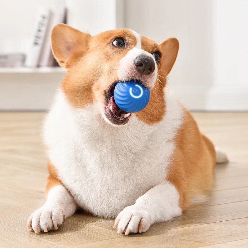 Mainan anjing bola lompat grav - Suction Cup Dog Tug Toy ulasan dan harga